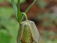 Fritillaria thessala 9, Saxifraga-Harry Jans