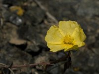 Fumana arabica 2, Saxifraga-Jan van der Straaten