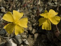 Fumana arabica 4, Saxifraga-Willem van Kruijsbergen