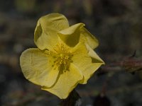 Fumana arabica 6, Saxifraga-Willem van Kruijsbergen