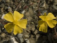 Fumana arabica 7, Saxifraga-Willem van Kruijsbergen