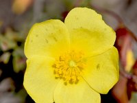 Fumana ericoides 5, Saxifraga-Sonja Bouwman  Fumana ericoides - Cistaceae familie; Retamar (Es)