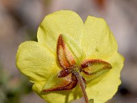 Fumana ericoides 6, Saxifraga-Sonja Bouwman  Fumana ericoides - Cistaceae familie