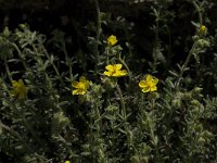 Fumana thymifolia 2, Saxifraga-Jan van der Straaten