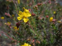 Fumana thymifolia 5, Saxifraga-Ed Stikvoort