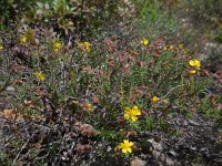 Fumana thymifolia 6, Saxifraga-Ed Stikvoort