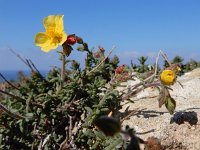 Fumana thymifolia 8, Saxifraga-Ed Stikvoort