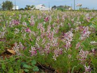 Fumaria agraria 5, Saxifraga-Ed Stikvoort