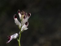 Fumaria capreolata 12, Rankende duivenkervel, Saxifraga-Willem van Kruijsbergen