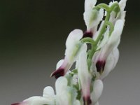 Fumaria capreolata 17, Rankende duivenkervel, Saxifraga-Peter Meininger