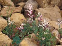 Fumaria capreolata 2, Rankende duivenkervel, Saxifraga-Piet Zomerdijk