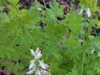 Fumaria capreolata 25, Rankende duivenkervel, Saxifraga-Ed Stikvoort