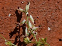 Fumaria capreolata 26, Rankende duivenkervel, Saxifraga-Ed Stikvoort