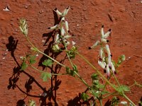 Fumaria capreolata 27, Rankende duivenkervel, Saxifraga-Ed Stikvoort