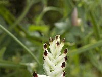 Fumaria capreolata 28, Rankende duivenkervel, Saxifraga-Jan van der Straaten