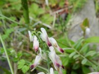 Fumaria capreolata 29, Rankende duivenkervel, Saxifraga-Rutger Barendse