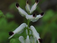 Fumaria capreolata 30, Rankende duivenkervel, Saxifraga-Harry Jans