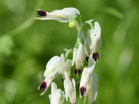 Fumaria capreolata 34, Rankende duivenkervel, Saxifraga-Sonja Bouwman