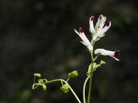 Fumaria capreolata 8, Rankende duivenkervel, Saxifraga-Jan van der Straaten