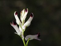 Fumaria capreolata 9, Rankende duivenkervel, Saxifraga-Jan van der Straaten