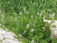 Fumaria flabellata 2, Saxifraga-Jasenka Topic