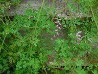 Fumaria muralis 12, Middelste duivenkervel, Saxifraga-Ed Stikvoort