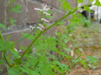 Fumaria muralis 13, Middelste duivenkervel, Saxifraga-Ed Stikvoort