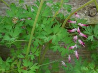 Fumaria muralis 15, Middelste duivenkervel, Saxifraga-Ed Stikvoort