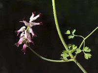 Fumaria muralis 3, Middelste duivenkervel, Saxifraga-Willem van Kruijsbergen