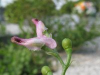 Fumaria muralis 4, Middelste duivenkervel, Saxifraga-Rutger Barendse