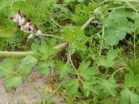 Fumaria muralis 5, Middelste duivenkervel, Saxifraga-Peter Meininger