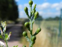 Fumaria muralis 7, Middelste duivenkervel, Saxifraga-Rutger Barendse