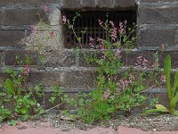 Fumaria muralis 9, Middelste duivenkervel, Saxifraga-Ed Stikvoort