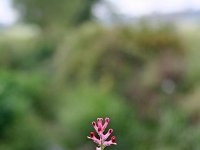 Fumaria officinalis 10, Gewone duivenkervel, Saxifraga-Jeroen Willemsen