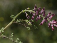 Fumaria officinalis 11, Gewone duivenkervel, Saxifraga-Jan van der Straaten