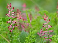 Fumaria officinalis 12, Gewone duivenkervel, Saxifraga-Rudmer Zwerver