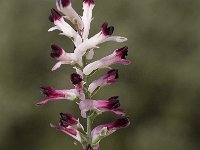 Fumaria officinalis 17, Gewone duivenkervel, Saxifraga-Jan van der Straaten