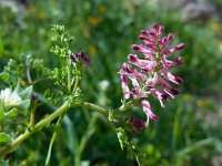 Fumaria officinalis 18, Gewone duivenkervel, Saxifraga-Ed Stikvoort