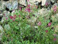 Fumaria officinalis 21, Gewone duivenkervel, Saxifraga-Ed Stikvoort