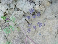 Fumaria officinalis 23, Gewone duivenkervel, Saxifraga-Rutger Barendse