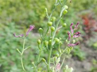 Fumaria officinalis 24, Gewone duivenkervel, Saxifraga-Rutger Barendse