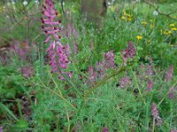 Fumaria officinalis 27, Gewone duivenkervel, Saxifraga-Ed Stikvoort