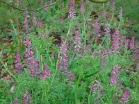 Fumaria officinalis 28, Gewone duivenkervel, Saxifraga-Ed Stikvoort