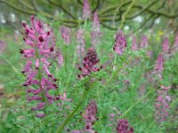 Fumaria officinalis 29, Gewone duivenkervel, Saxifraga-Ed Stikvoort