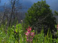 Fumaria officinalis 9, Gewone duivenkervel, Saxifraga-Jasenka Topic