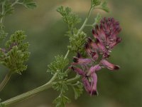 Fumaria officinalis ssp officinalis 14, Gewone duivenkervel, Saxifraga-Willem van Kruijsbergen