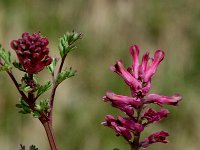 Fumaria officinalis ssp officinalis 3, Gewone duivenkervel, Saxifraga-Marijke Verhagen