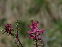 Fumaria officinalis ssp officinalis 4, Gewone duivenkervel, Saxifraga-Marijke Verhagen