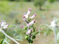 Fumaria parviflora 4, Saxifraga-Rutger Barendse