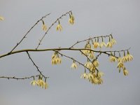 Furcraea selloana 2, Saxifraga-Ed Stikvoort